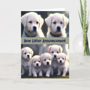 New Litter Announcement White Dogs