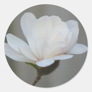 New Magnolia Centennial Bloom Classic Round Sticker