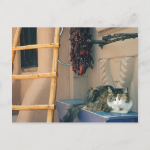 New Mexico Cat Postcard
