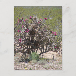 New Mexico Cholla in Bloom Postcard