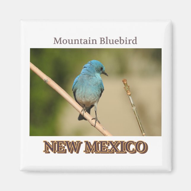 New Mexico Mountain Blue bird photograph Magnet (Front)
