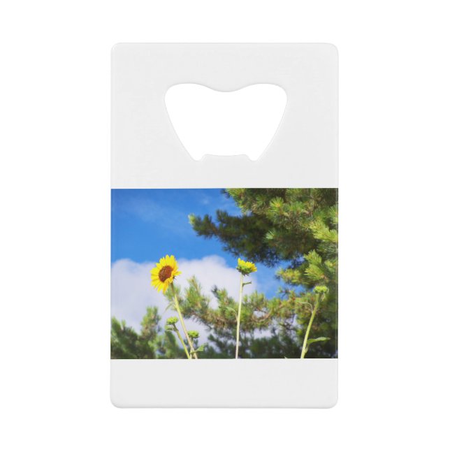 New Mexico Prairie Sunflower (Front)