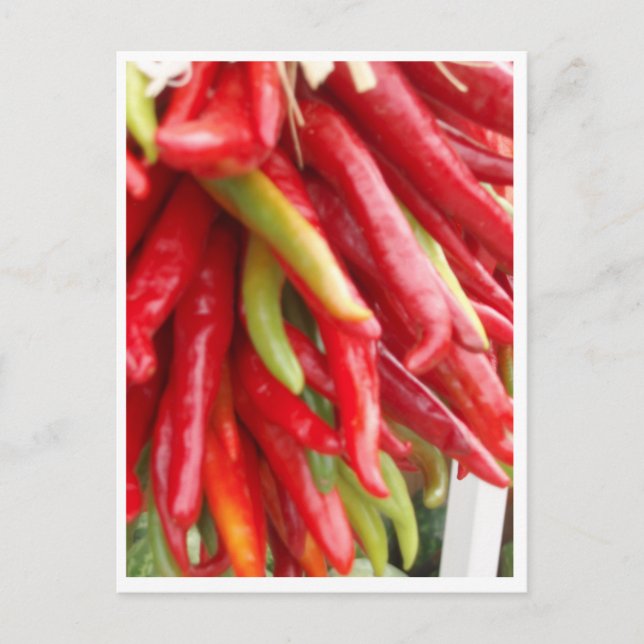 New Mexico Red Chilli Postcard (Front)