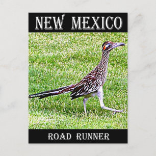 New Mexico Roadrunner Postcard