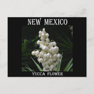 New Mexico Yucca Flower Postcard