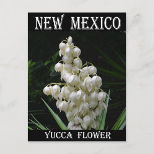 New Mexico Yucca Flower Postcard