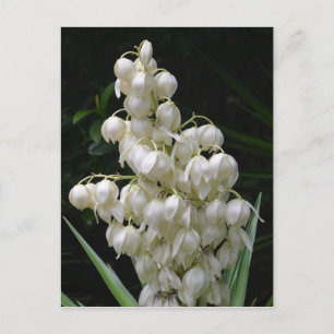 New Mexico Yucca Flower Postcard