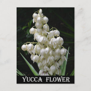 New Mexico Yucca Flower Postcard