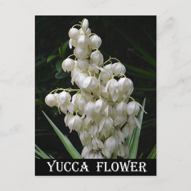 New Mexico Yucca Flower Postcard (Front)