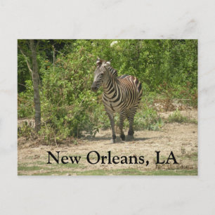 New Orleans, LA Postcard