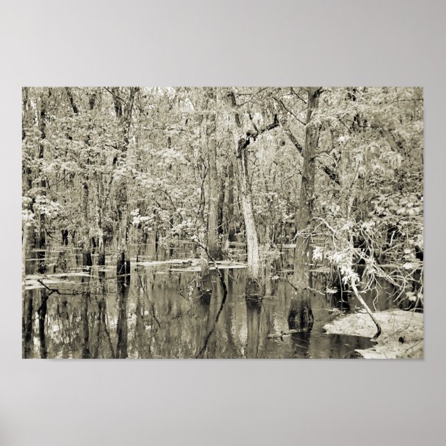 New Orleans Swamp Poster (Front)