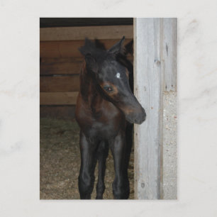 New Pony/Horse Postcard