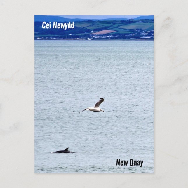New Quay / Cei Newydd Postcard (Front)