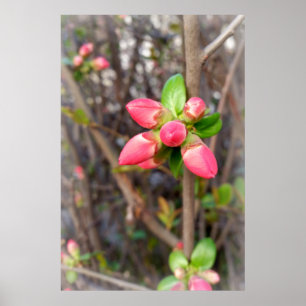 new red buds poster
