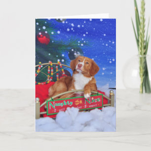 New Scotia Duck Tolling Retriever Christmas Card