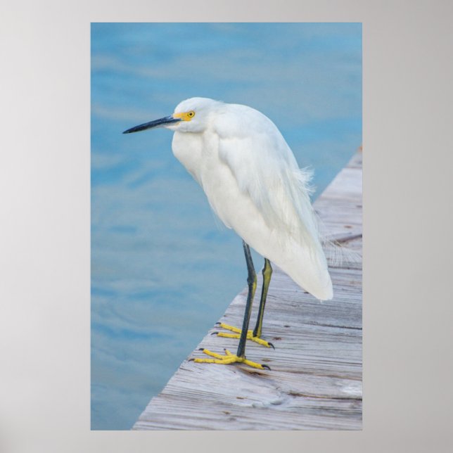 New Smyrna Beach, Snowy Egret on dock Poster (Front)