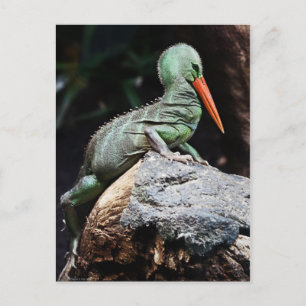 New Species Postcard