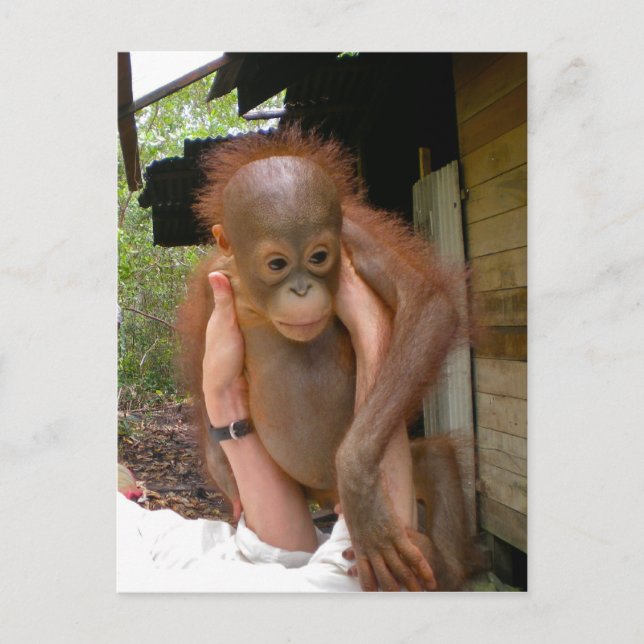 New Sweet Baby Orangutan Postcard (Front)