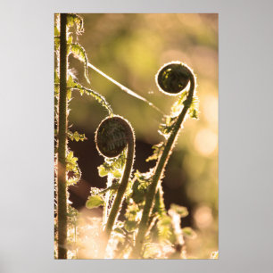 New unfurling bracken fronds in spring poster
