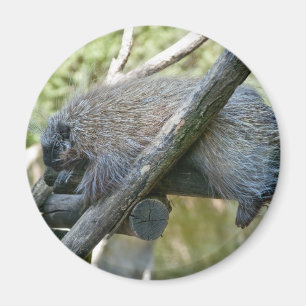 New World Porcupine Magnet