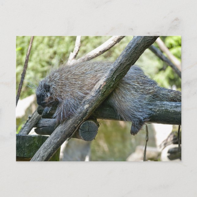 New World Porcupine Postcard (Front)