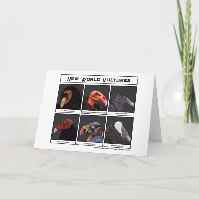 New World Vultures Illustration Card (Front)