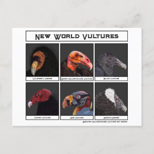 New World Vultures Illustration Postcard