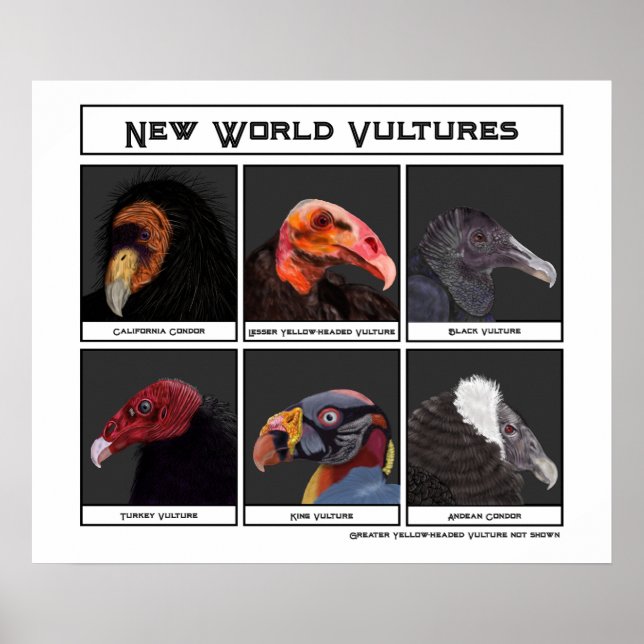 New World Vultures Illustration Poster (Front)