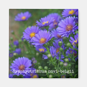 New York Aster Botanical Magnet