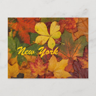 New York Autumn Leaves Postcard