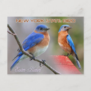 New York State Bird - Eastern Bluebird Postcard