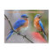 New York State Bird - Eastern Bluebird