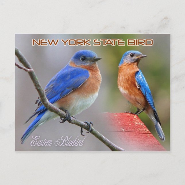 New York State Bird - Eastern Bluebird Postcard (Front)
