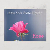 New York State Flower Pink Rose