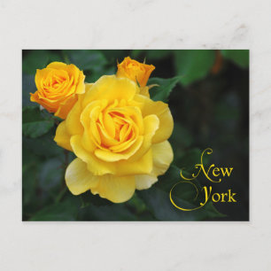New York State Flower: Rose Postcard