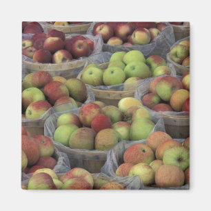 New York State Macintosh apples in baskets Magnet