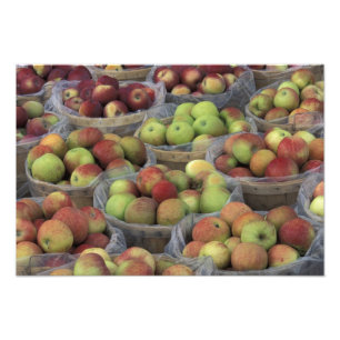 New York State Macintosh apples in baskets Photo Print