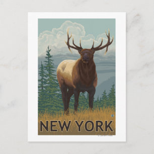 New YorkElk Scene Postcard
