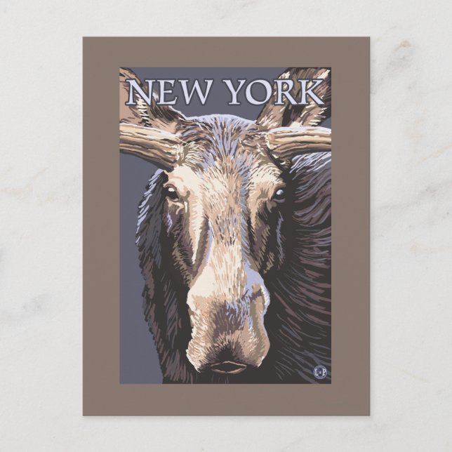 New YorkMoose Up Close Postcard (Front)