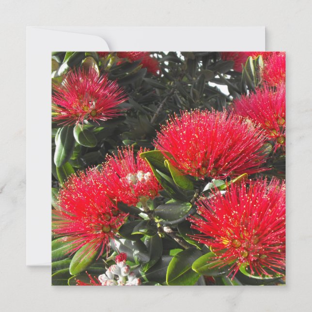 New Zealand Blooming Pohutukawa Christmas Cards (Front)