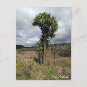 New Zealand, Cabbage Tree, native Nature  Postcard