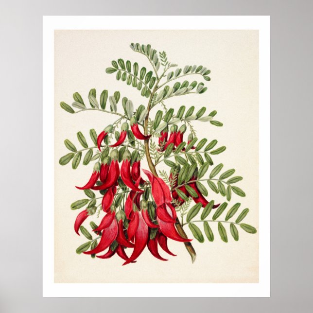 New Zealand Clianthus Puniceus Red Kowhai Flower Poster (Front)