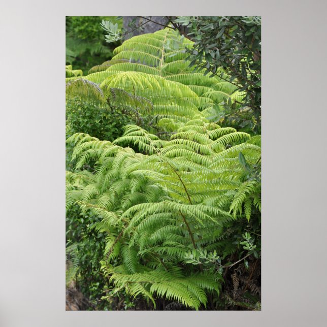 New Zealand Fern Ponga Tree Poster (Front)