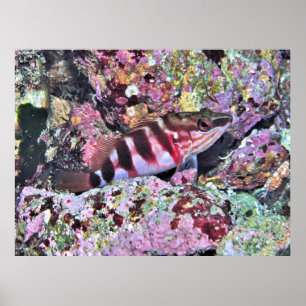 New Zealand Fish Poster