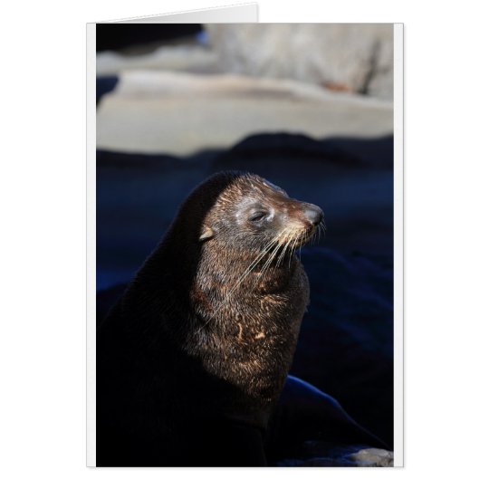 New Zealand fur seal Cape Palliser seal colony Card