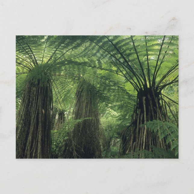 New Zealand, Haast Valley, Westland, Soft Tree Postcard (Front)