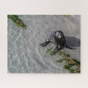 New Zealand Jigsaw Puzzle - Seal pup Wharariki