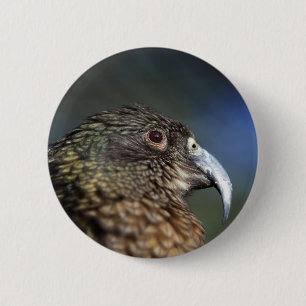 New Zealand Kea, alpine mountain parrot 6 Cm Round Badge