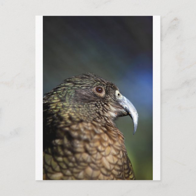 New Zealand Kea, alpine mountain parrot Postcard (Front)