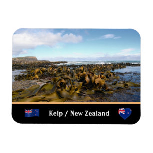 New Zealand, Kelp Coast - Curio Bay /The Catlins Magnet